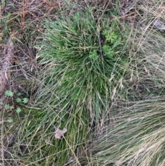 Nassella neesiana (Chilean Needlegrass) at The Fair, Watson - 10 Jun 2024 by waltraud