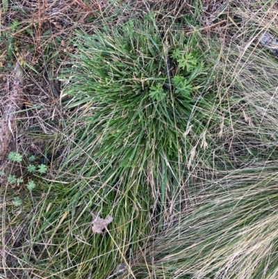 Nassella neesiana (Chilean Needlegrass) at The Fair, Watson - 10 Jun 2024 by waltraud