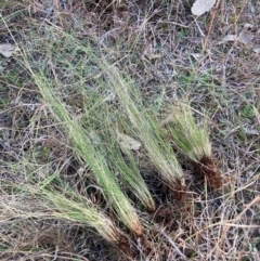 Nassella trichotoma (Serrated Tussock) at Mount Majura - 10 Jun 2024 by waltraud