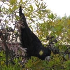 Zanda funerea (Yellow-tailed Black-Cockatoo) at Richardson, ACT - 28 May 2009 by MB