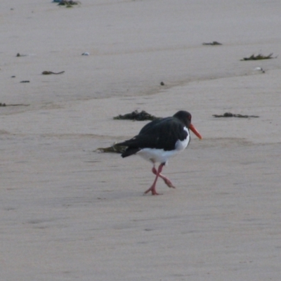 Haematopus longirostris (Australian Pied Oystercatcher) at Murramarang National Park - 17 Jun 2009 by MB