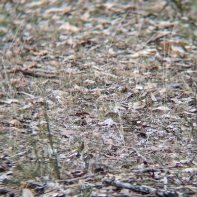 Pyrrholaemus sagittatus (Speckled Warbler) at Livingstone National Park - 9 Jun 2024 by Darcy