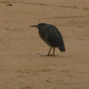 Egretta sacra at Murramarang National Park - 13 Jun 2009 02:45 PM