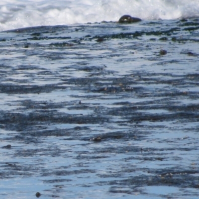 Charadrius rubricollis (Hooded Plover) at South Pacific Heathland Reserve - 15 Jun 2009 by MB