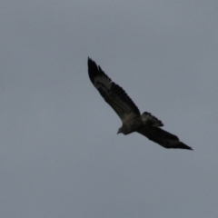 Haliaeetus leucogaster (White-bellied Sea-Eagle) at Wairo Beach and Dolphin Point - 15 Jun 2009 by MB