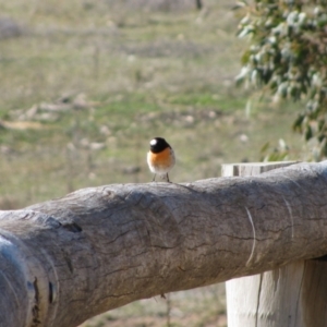 Petroica boodang at Namadgi National Park - 1 Aug 2009 01:27 PM