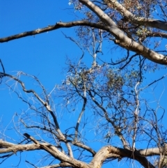 Eucalyptus melliodora at Red Hill Nature Reserve - 12 Jun 2024