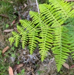 Hypolepis glandulifera (Downy Ground Fern) at Namadgi National Park - 3 Apr 2024 by Tapirlord