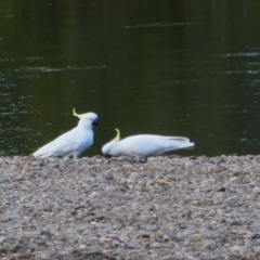 Cacatua galerita (Sulphur-crested Cockatoo) at Yarragundry, NSW - 2 Nov 2021 by MB