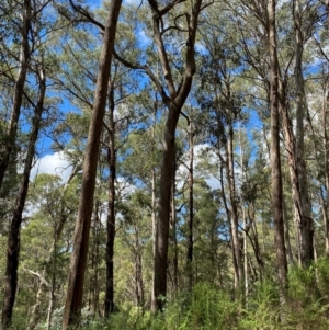 Eucalyptus radiata subsp. robertsonii at Namadgi National Park - 3 Apr 2024 12:55 PM