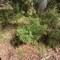 Eucalyptus radiata subsp. robertsonii at Namadgi National Park - 3 Apr 2024 12:55 PM