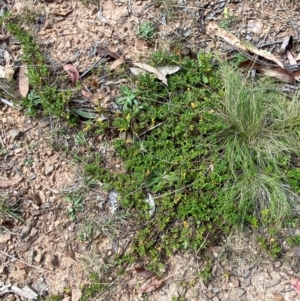 Acaena novae-zelandiae at Namadgi National Park - 3 Apr 2024 12:54 PM