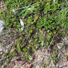 Acaena novae-zelandiae at Namadgi National Park - 3 Apr 2024 12:54 PM