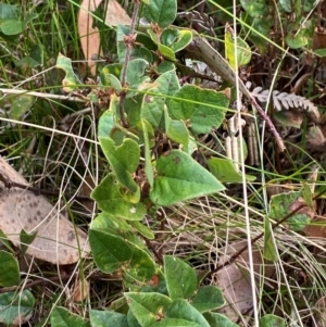 Platylobium montanum subsp. montanum at Namadgi National Park - 3 Apr 2024