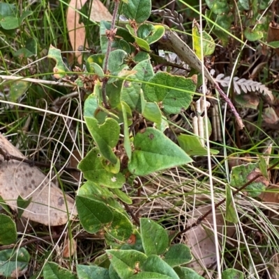 Platylobium montanum subsp. montanum (Mountain Flat Pea) at Namadgi National Park - 3 Apr 2024 by Tapirlord