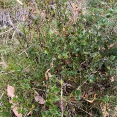 Platylobium montanum subsp. montanum at Namadgi National Park - 3 Apr 2024