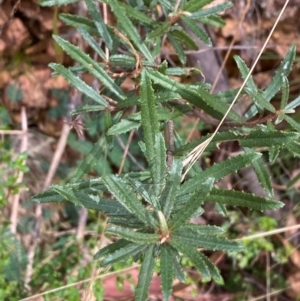 Olearia erubescens at Namadgi National Park - 3 Apr 2024