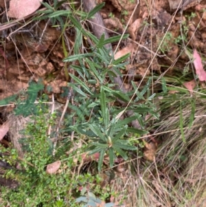 Olearia erubescens at Namadgi National Park - 3 Apr 2024 12:46 PM