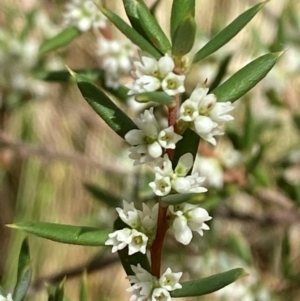 Monotoca scoparia at Namadgi National Park - 3 Apr 2024 12:46 PM