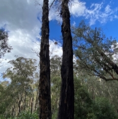 Eucalyptus delegatensis subsp. delegatensis at Namadgi National Park - 3 Apr 2024 12:32 PM