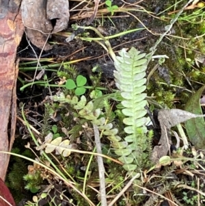 Blechnum penna-marina subsp. alpina at Namadgi National Park - 3 Apr 2024