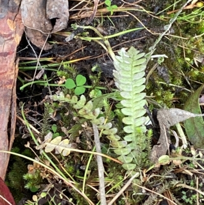 Blechnum penna-marina subsp. alpina (Alpine Water Fern) at Namadgi National Park - 3 Apr 2024 by Tapirlord