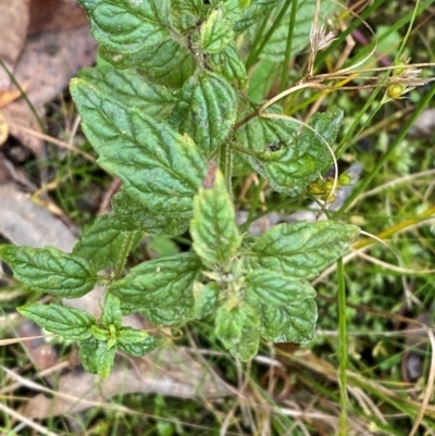 Mentha laxiflora (Forest Mint) at Namadgi National Park - 3 Apr 2024 by Tapirlord