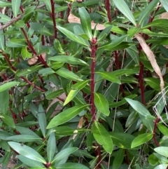 Tasmannia lanceolata (Mountain Pepper) at Namadgi National Park - 3 Apr 2024 by Tapirlord