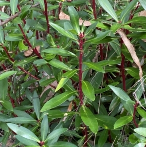 Tasmannia lanceolata at Namadgi National Park - 3 Apr 2024 12:10 PM