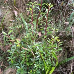 Tasmannia lanceolata at Namadgi National Park - 3 Apr 2024 12:10 PM