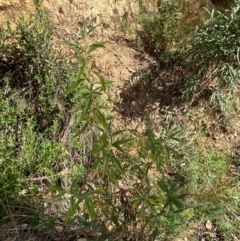 Ozothamnus stirlingii at Namadgi National Park - 3 Apr 2024 11:53 AM