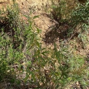 Ozothamnus stirlingii at Namadgi National Park - 3 Apr 2024 11:53 AM