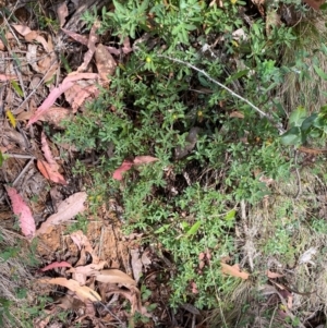 Hibbertia obtusifolia at Namadgi National Park - 3 Apr 2024 11:50 AM