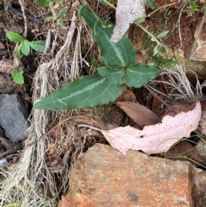 Clematis aristata at Namadgi National Park - 3 Apr 2024 11:46 AM