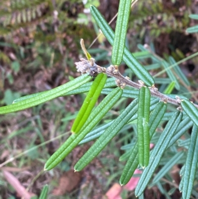 Hovea asperifolia subsp. asperifolia (Rosemary Hovea) at Namadgi National Park - 3 Apr 2024 by Tapirlord