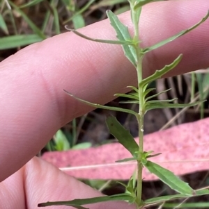 Epilobium billardiereanum subsp. cinereum at Namadgi National Park - 3 Apr 2024