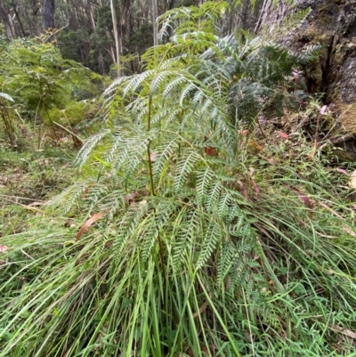 Pteridium esculentum (Bracken) at Namadgi National Park - 3 Apr 2024 by Tapirlord