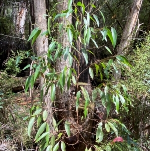 Eucalyptus fastigata at Namadgi National Park - 3 Apr 2024 11:36 AM