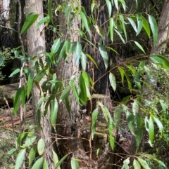 Eucalyptus fastigata at Namadgi National Park - 3 Apr 2024 11:36 AM