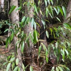 Eucalyptus fastigata at Namadgi National Park - 3 Apr 2024