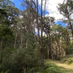 Eucalyptus fastigata at Namadgi National Park - 3 Apr 2024