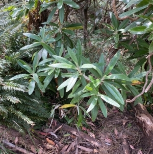 Bedfordia arborescens at Namadgi National Park - 3 Apr 2024 11:35 AM