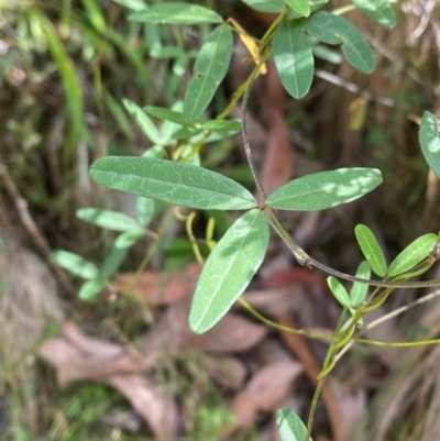 Glycine clandestina (Twining Glycine) at Namadgi National Park - 3 Apr 2024 by Tapirlord