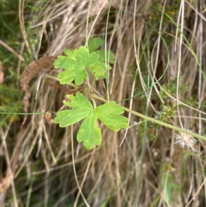 Geranium potentilloides var. potentilloides at Namadgi National Park - 3 Apr 2024 11:31 AM