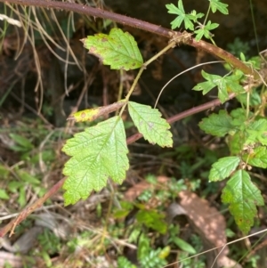 Rubus parvifolius at Namadgi National Park - 3 Apr 2024 11:31 AM