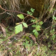 Rubus parvifolius at Namadgi National Park - 3 Apr 2024 11:31 AM