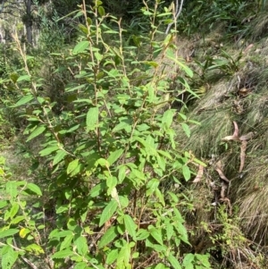 Pomaderris aspera at Namadgi National Park - 3 Apr 2024