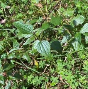 Urtica incisa at Namadgi National Park - 3 Apr 2024