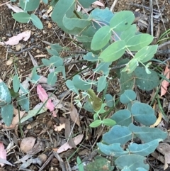 Eucalyptus dalrympleana subsp. dalrympleana (Mountain Gum) at Namadgi National Park - 3 Apr 2024 by Tapirlord