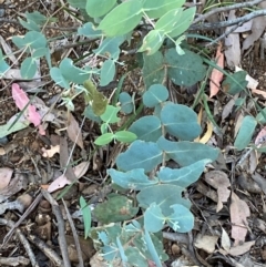 Eucalyptus dalrympleana subsp. dalrympleana at Namadgi National Park - 3 Apr 2024 11:20 AM